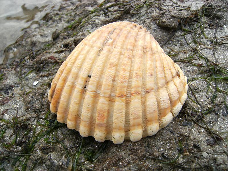mollusc-pricklycockle18-02-09